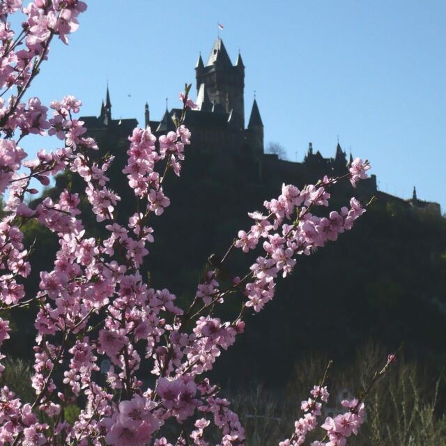 Während ihrer Blüte leuchten die Moselweinbergpfirsiche in den schönsten rosa-violetten Tönen und sind auf den schiefergrauen Böden der Weinhänge schon von weitem zu sehen. 🌸🌸🌸

Je nach Wetterlage beginnt die Blüte der zierlichen Pfirsichbäume bereits im März und erreicht ihren Höhepunkt Mitte April. Der perfekte Ausgangspunkt für Wanderungen durch die leuchtenden Weinberge und einen Abstecher zum Cochemer Blütenmarkt des Moselweinbergpfirsichs (15./16. April) — unser Haus! 

Bild: Ferienland Cochem